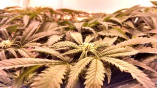 Drug Screening in the Era of Legalized Marijuana